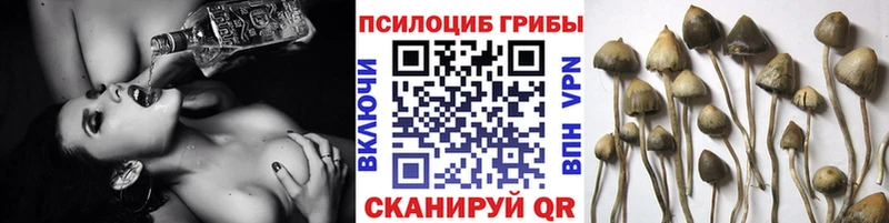 Галлюциногенные грибы Psilocybe  где найти наркотики  Лихославль 